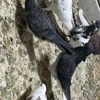 معاوضه تعدادی کبوتر با کاه و یونجه|پرنده|ابهر, |دیوار