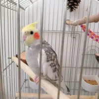 یک جفت عروس هلندی مولد با لوازم