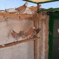 کبوترقم زردی شازده زرد کل تیردم سیاه بوربوری