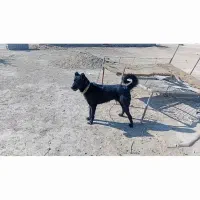 سگ گله ای نر قدرجونی