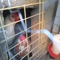 خروس  گلین لری