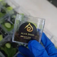 عشق زنده (هدیه ولنتاین که نفس میکشد)