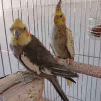 جفت عروس هلندی