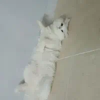 گربه پرشین نر یک سال و نیمه|گربه|تنکابن, |دیوار