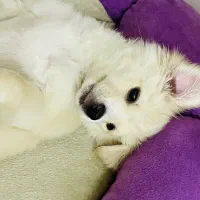 سگ اشپیتز شناسنامه دار|سگ|مشهد, سجادیه|دیوار