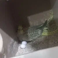 جفت عروس هلندی روی تخم|پرنده|کرمان, |دیوار