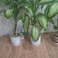 دوعدد گل دیفن باخیا