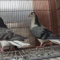 نروماده دمگیر اصیل|پرنده|اصفهان, دستگرده|دیوار