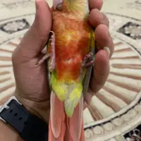 گرینچیک دونخور