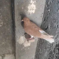 کبوتر|پرنده|شیراز, جرسقان|دیوار