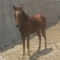اسب فروشی یکساله
