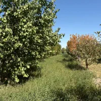 باغ سیب چهار دیواری ویلایی نیمه کاره/معاوضه