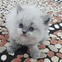 ۴ گربه پرشین