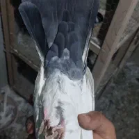 کبوتر نر دم ابی
