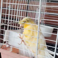 قناری کلاستر نر|پرنده|سبزوار, کاشفی شمالی (دادگستری)|دیوار