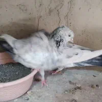 سینه ای کلایی|پرنده|راین, |دیوار