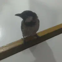 قناری