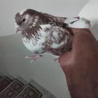 کفتر پرشی دونه ای 320|پرنده|شهریار, رزکان|دیوار