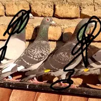 11 عدد کبوتر|پرنده|گرگان, |دیوار