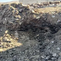 کود گوسفندی سوخته