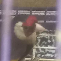 یک عدد سهره نر