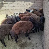 بره قوچی|حیوانات مزرعه|شامکان, |دیوار