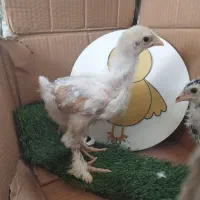 فروش جوجه برهما پورسلن 13روزه تا35روزه 40روزه|حیوانات مزرعه|کیاکلا, |دیوار