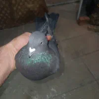 کبوتر  گرفتنی