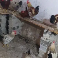 حیوانات محلی|حیوانات مزرعه|پیرانشهر, |دیوار