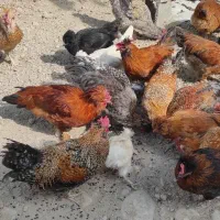 مرغ و خروس
