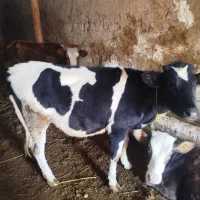 عرضه گوشت گوساله و بره سبک وزن واقعی|خوردنی و آشامیدنی|نمین, |دیوار