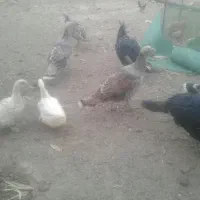 فروش بوقلمون واردک