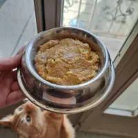 غذای خانگی گربه و سگ / غذای تر گربه