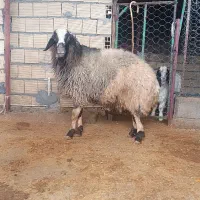 قوچ|حیوانات مزرعه|گیلان غرب, |دیوار