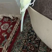 مرغ عشق ماده