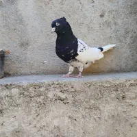 کله سیاه کاکولی نر|پرنده|گالیکش, |دیوار