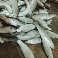 ماهی بیاح ریز۱۵۰