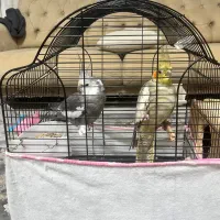 ۱جفت عروس هلندی