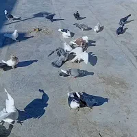 ۳۵ عدد کبوتر خوب|پرنده|سمنان, |دیوار