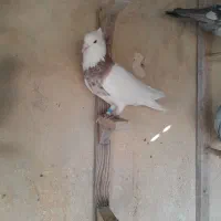 کبوتر بهبهانی|پرنده|کازرون, |دیوار