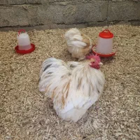 مرغ و خروس کوشین لمون