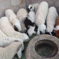 فروش بره پرواری