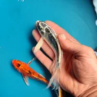 9عدد ماهی کوی سوپر باله|ماهی|خمینیشهر, |دیوار