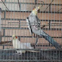 یه جفت عروس هلندی با جوجه