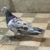 کبوتر