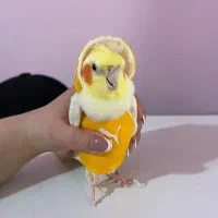 عروس هلندی همه چیز تموم|پرنده|خرمدره, |دیوار