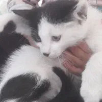 گربه