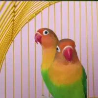 طوطی برزیلی معاوضه با قناری نر