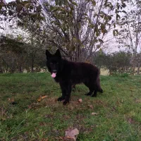 فروش سگ ژرمن بلک نر|سگ|رودسر, |دیوار