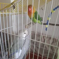 طوطی برزیلی نر و ماده